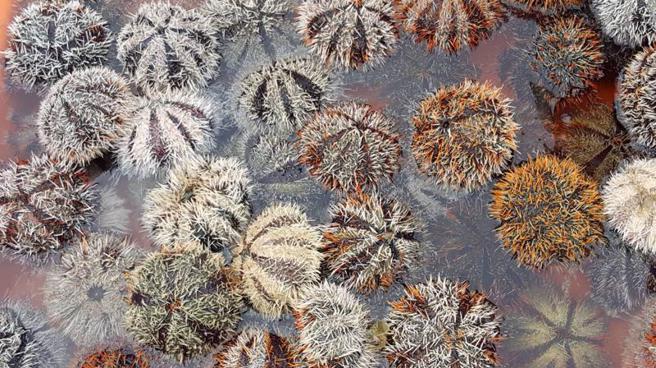 澎湖馬糞海膽1日開放採捕，馬公漁市場也低調開賣，只有零星攤位銷售，每顆售價約在新台幣100元上下，價格雖比以往上漲，但仍被搶購嚐鮮。（圖/ 中央社）
