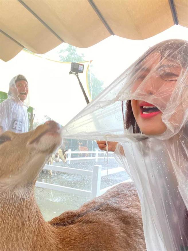 木星上外景节目《飢饿游戏》被鹿咬扯雨衣。（中视提供）