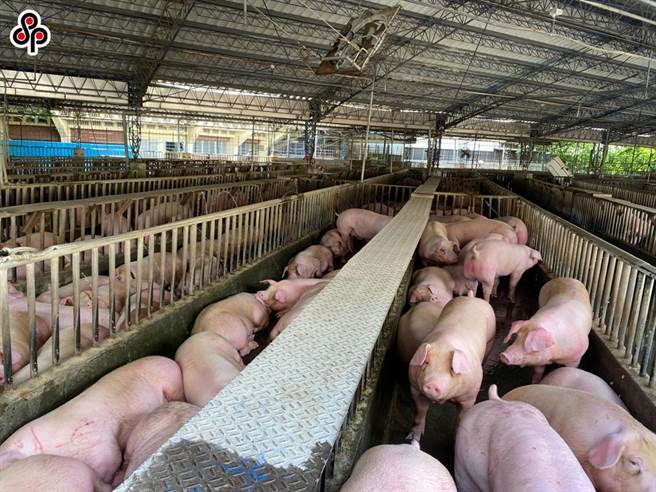近日多家飼料廠接連調漲飼料價格，恐怕會導致肉品拍賣價格調漲、致使末端零售價格再飆漲，助漲通貨膨脹。（報系資料照）