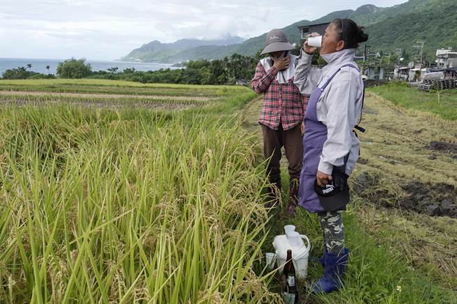 新社梯田噶玛兰族农民为求工作顺利，收割前在田埂上以酒水祭拜祖灵。（黄子明摄）