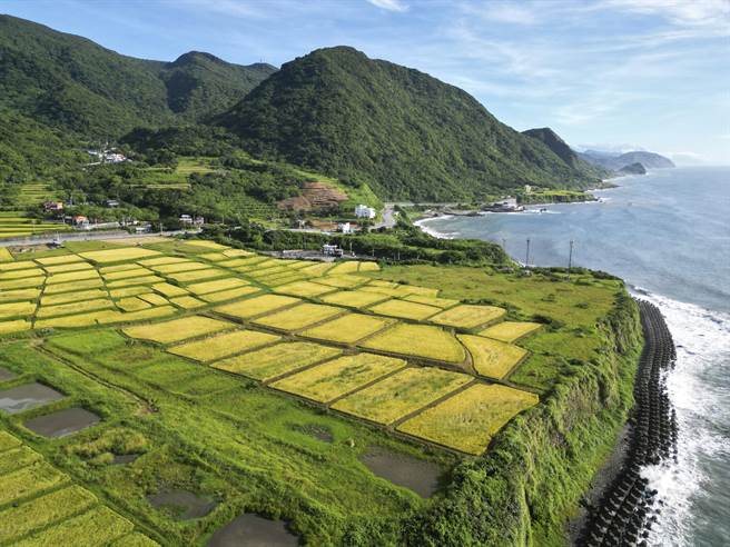 新社梯田位于花莲县台11线上，为全台最大的滨海阶梯式梯田，右上方山头为当地最高的「拉拉板山」（Lalaban）。（黄子明摄）