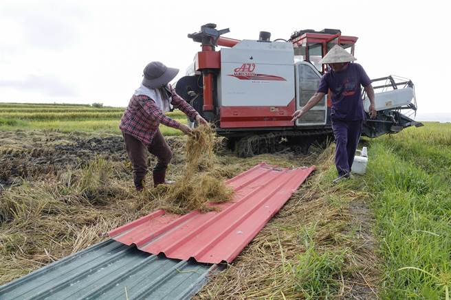 近来连日午后雷阵雨，田土因而松软，新社梯田农民铺设铁板方便农耕机具出入。（黄子明摄）