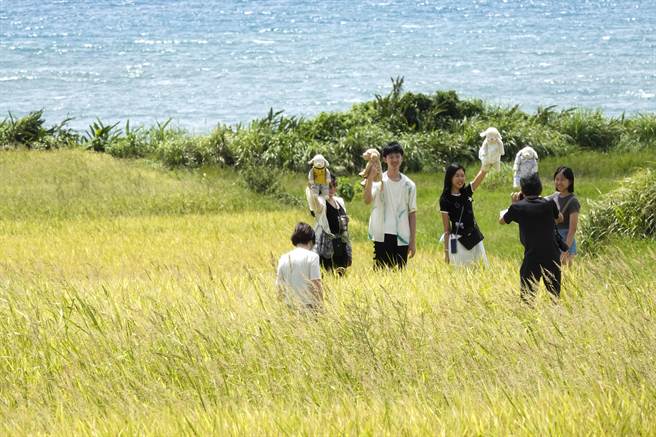 许多游客在新社梯田田埂上游走拍照。（黄子明摄）