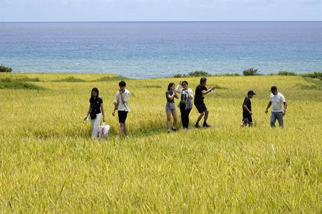 许多游客在新社梯田田埂上游走拍照。（黄子明摄）