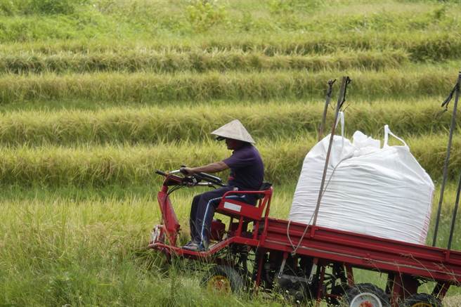 新社梯田农民以农用车载着收成稻谷准备离开田区，背后为尚未收割的层层梯田。（黄子明摄）