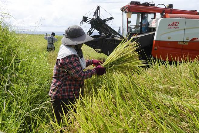 新社梯田农民跟随割稻机捡拾掉落或未收割稻穗，不浪费任一颗稻米。（黄子明摄）