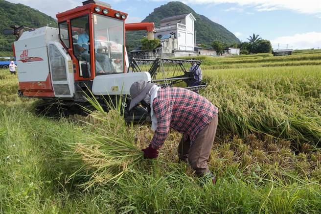 新社梯田农民跟随割稻机捡拾掉落或未收割稻穗，不浪费任一颗稻米。（黄子明摄）