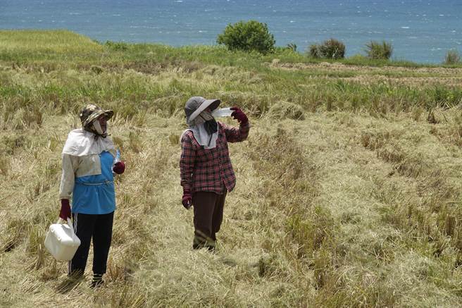 新社梯田农民收割稻穗都会互相帮忙，保有早期农村交工传统。（黄子明摄）