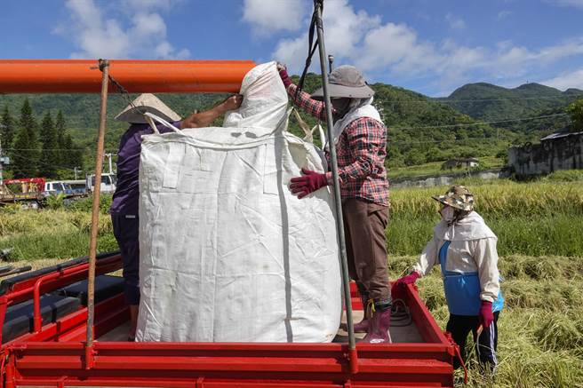 新社梯田农民朱永静（左）将收成稻谷装入帆布袋中。（黄子明摄）