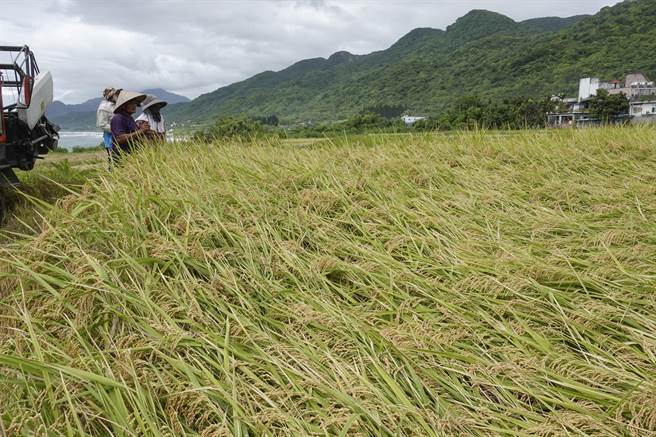 近来连日午后雷阵雨，新社梯田部分稻子伏倒或水分过于饱满。（黄子明摄）