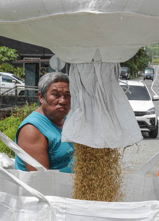 新社梯田农民将收成后的溼谷集中，准备送到光復乡工厂去烘乾。（黄子明摄）