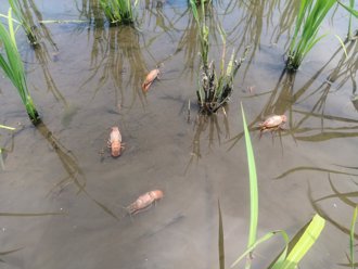 小龍蝦熱死了 被高溫水田「煮熟」 網驚：天然海鮮湯