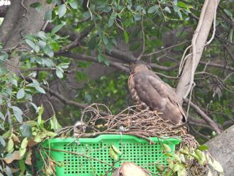 鳳頭蒼鷹幼鳥回家團圓  親鳥餵食補巢