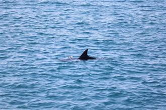 海豚迷航誤闖高雄港 海保署通知船舶緩航保護
