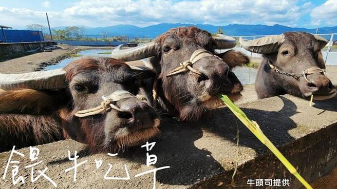 
▲壯圍牛頭司小學堂，親近大自然與牛互動。　圖：東北角暨宜蘭海岸國家風景區管理處／提供