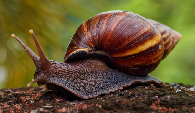 最大可以长达20公分的非洲蜗牛危害佛罗里达州里奇港（Port Richey），迫使整个城镇隔离。（达志影像/Shutterstock）
