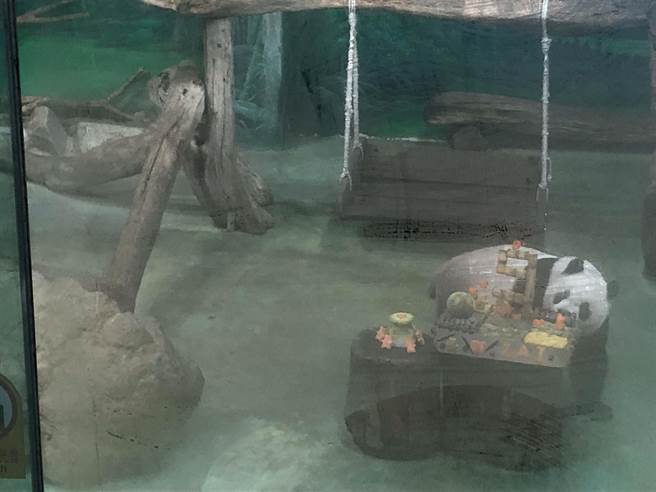 大貓熊「圓仔」好奇的繞了繞蛋糕。（張芷瑜攝）