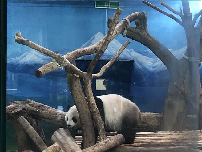 大貓熊「圓仔」準備爬上架子呼呼大睡。（張芷瑜攝）