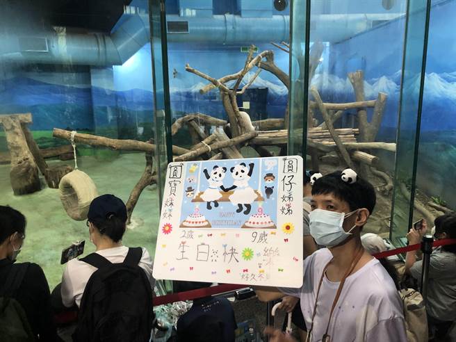 大熊貓館擠滿搶拍民眾，也有熱情粉絲製作卡片為大貓熊「圓仔」慶生。（張芷瑜攝）