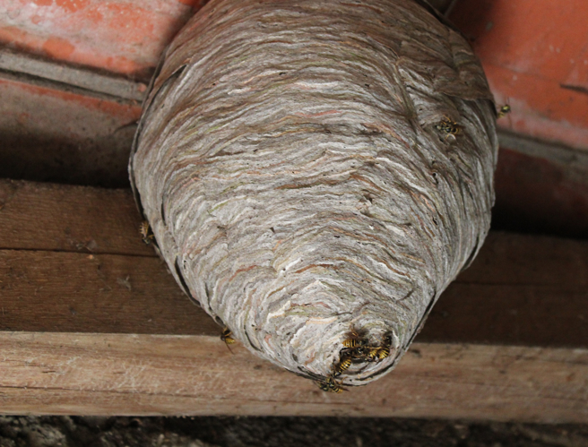 捷克有一尊雕像被黃蜂築巢，位置剛好是鼠蹊部，讓人看了不禁臉紅。(示意圖/達志影像)