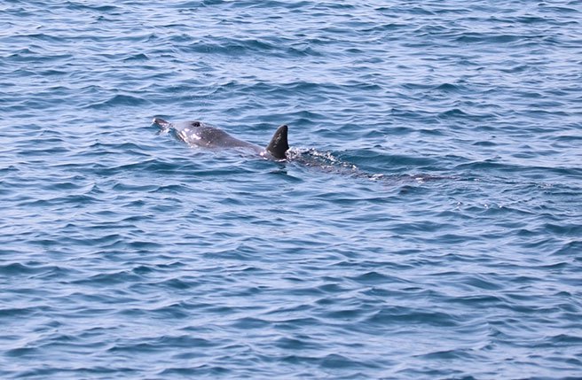 高雄港6月13日发现一只海豚误闯，海保署海保救援网紧急通知相关单位採取应变措施，航港局也发布碍航公告，通知船舶缓航，避免海豚受到惊吓。(海保署提供／林雅惠高雄传真)