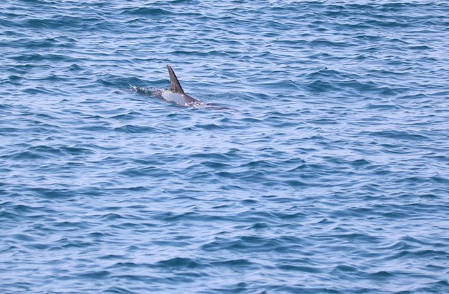 高雄港6月13日发现一只海豚误闯，海保署海保救援网紧急通知相关单位採取应变措施，航港局也发布碍航公告，通知船舶缓航，避免海豚受到惊吓。(海保署提供／林雅惠高雄传真)