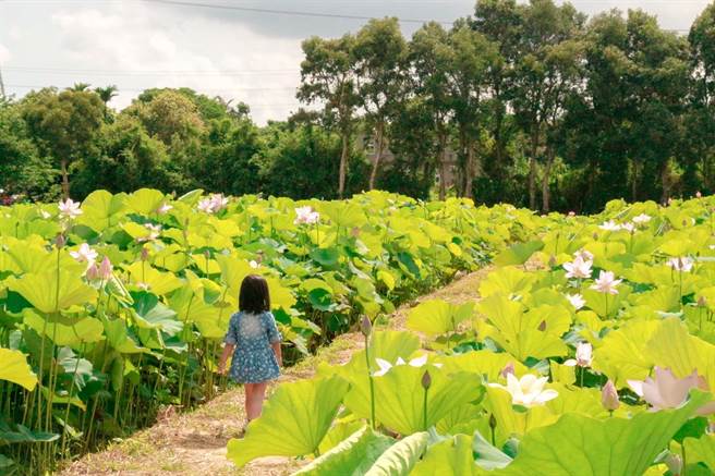 2022桃园莲花季今盛大登场，虽观音区降下偶阵雨，影响游客人潮，仍顺利开幕。（农业局提供／蔡明亘桃园传真）