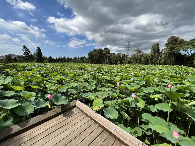 2022桃园莲花季今开幕，莲园老板对今年观光游客数量有信心。（农业局提供／蔡明亘桃园传真）