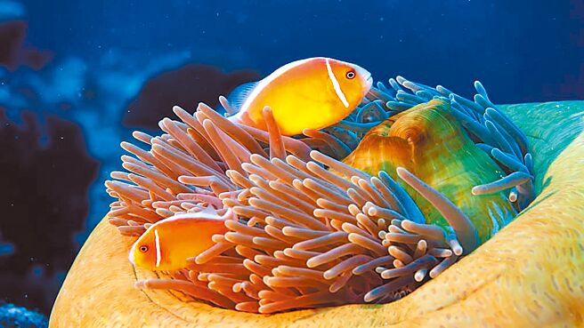 海科馆自即日起，将在海洋剧场播放超高画质的得奖纪录片，让民眾彷佛在海中倘佯。（国立海洋科技博物馆提供／张志康基隆传真）