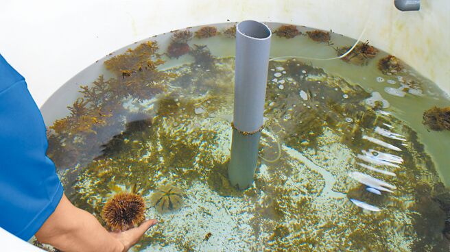 澎湖种苗场已经成功将野外抓到的海胆，顺利培育成为「种胆」，并抚育成功产出二代的马粪海胆。（张茂雄摄）