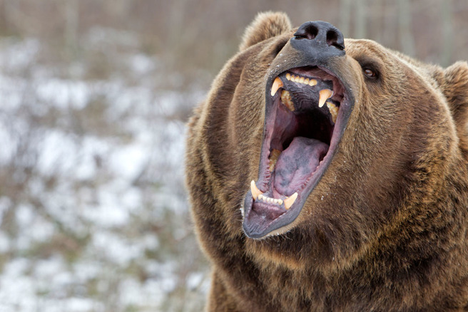 超巨棕熊遭槍殺 死前最後一擊 獵人頭骨碎裂亡