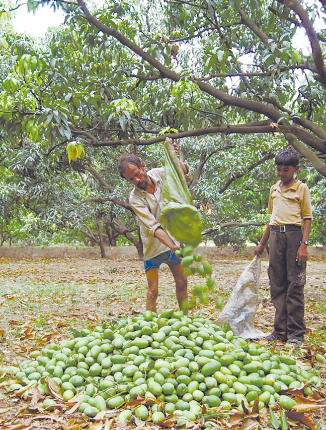熱浪毀了印度芒果圖╱路透