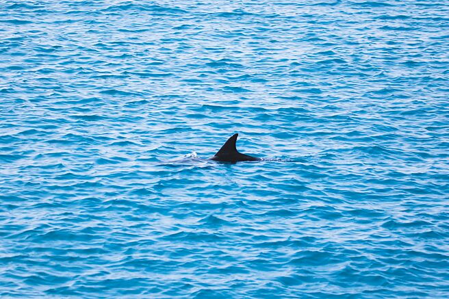 高雄港6月13日发现1只海豚误闯，海保署海保救援网紧急通知相关单位採取应变措施，航港局也发布碍航公告，通知船舶缓航，避免海豚受到惊吓。（海保署提供／林雅惠高雄传真）
