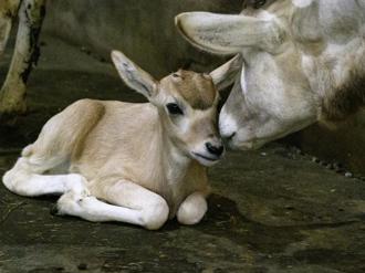 北市動物園弓角羚羊產女  健康有活力又好奇