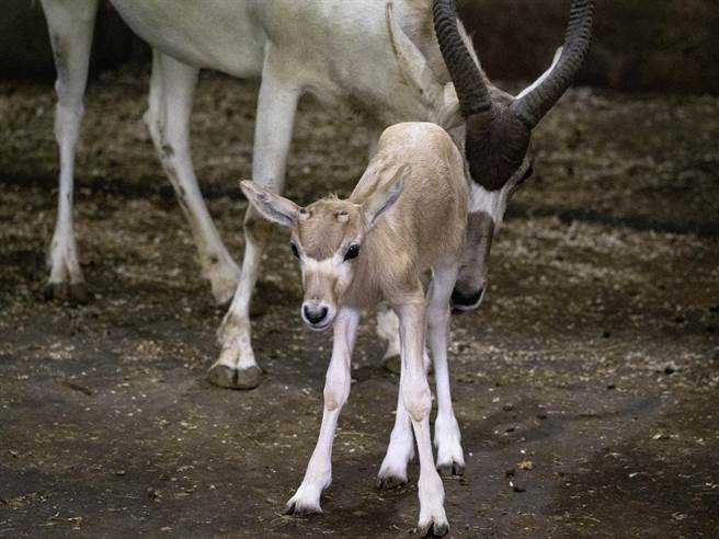 台北市立動物園弓角羚羊族群距離上次誕生新生兒，已是4年多前的事，終於等到新生寶寶。（台北市立動物園提供／游念育台北傳真）