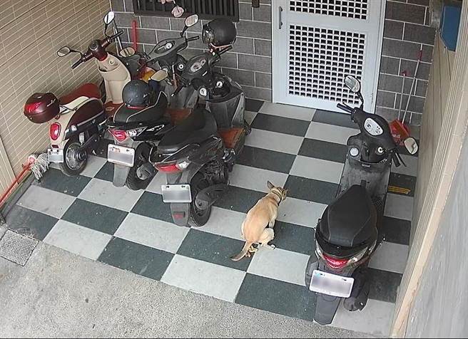 嘉义市环保局接获民眾陈情宠物狗在家门前便溺。（嘉义市环保局提供／廖素慧嘉市传真）