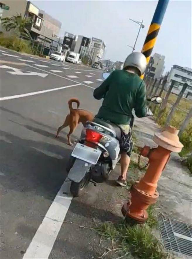 嘉义市环保局接获民眾陈情饲主带狗在路边便溺。（嘉义市环保局提供／廖素慧嘉市传真）