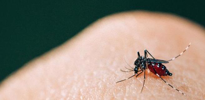科學家終於找到「易受蚊子吸引的體質」的真正原因，皮膚散發了較高濃度的苯乙酮。(圖/shutterstock )