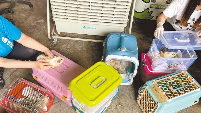 爱鼠协会每年收容800至1000只遭弃养或饲主无力照顾的鼠类。（爱鼠协会提供／吕筱蝉桃园传真）