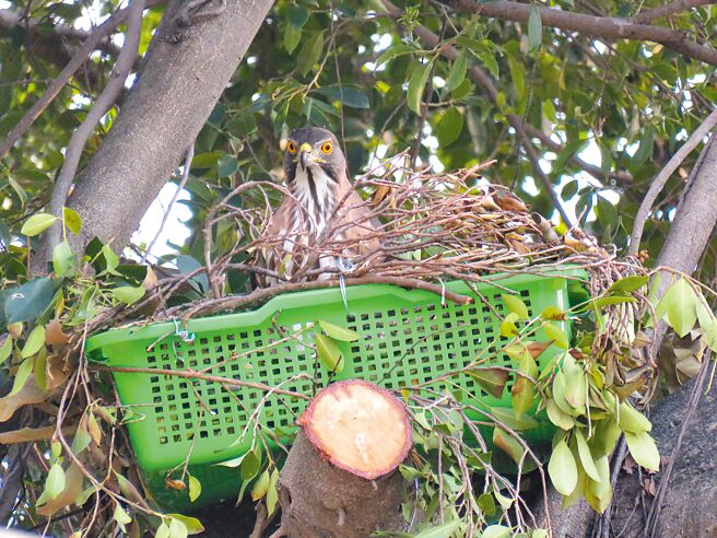 鳳頭蒼鷹親鳥已經返回新家坐巢。（高雄市野鳥學會提供／林雅惠傳真）
