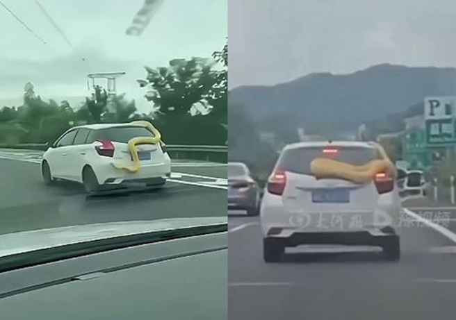 黄金蟒这次真的「被捕获」了。（翻摄微博）