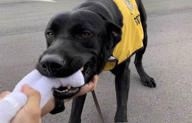 基隆关缉毒犬Custy。（基隆关提供／陈彩玲基隆传真）