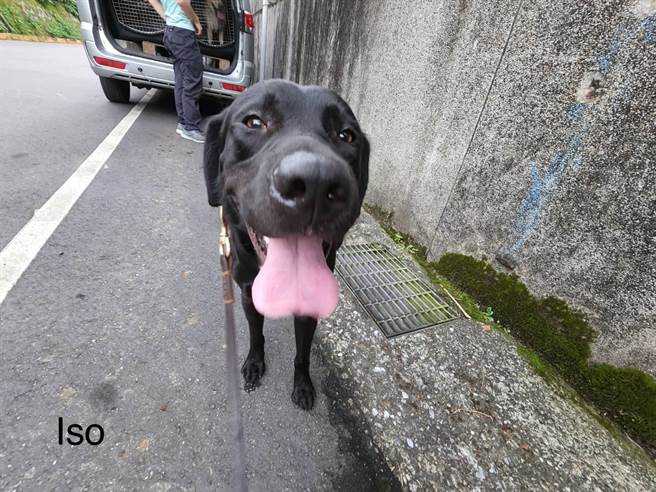 基隆关缉毒犬Iso。（基隆关提供／陈彩玲基隆传真）