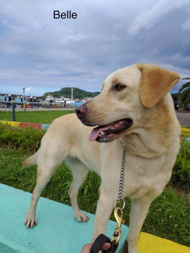 基隆关缉毒犬Belle。（基隆关提供／陈彩玲基隆传真）