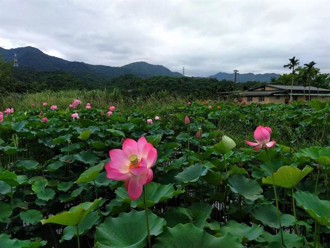 新北市双溪区公所推出「2022新北稼日莳光－恋恋双溪荷所在」，9日将在双溪上林荷花园揭开序幕。（景观处提供）