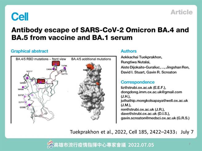 BA.4、BA.5传染力更强，治疗效力、疫苗防治力将会更低，对下呼吸道（肺部）的影响更大。（高市卫生局提供／袁庭尧高雄传真）
