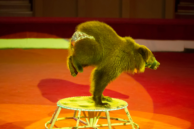 马戏团的棕熊在表演前，似乎不愿配合想逃走，但最终仍被训兽师制伏，其抓狂模样引发讨论。(示意图/达志影像)