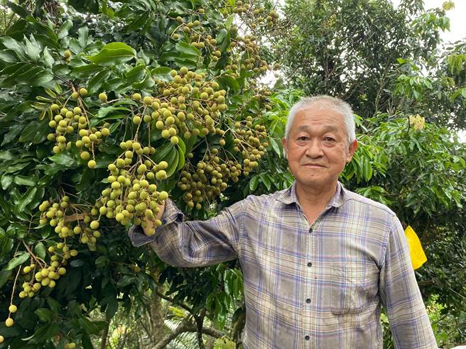 农民张仲景种植龙眼超过60年，他表示近几年龙眼产量受天气影响降低。（张亦惠摄）
