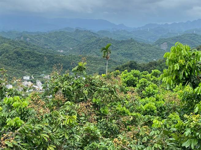 雾峰区是台中市种植龙眼的主要产区，今年因授粉时被雨影响，结果率约剩5成。（张亦惠摄）