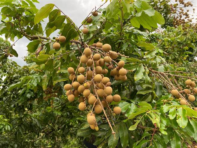 雾峰区是台中市种植龙眼的主要产区，今年因授粉时被雨影响，结果率约剩5成。（张亦惠摄）